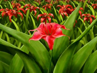File:Fire lily.png