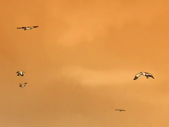 File:Seagulls.png